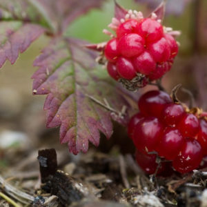 Akerbarmarmelade Arktische Himbeere Nordischer Garten Shop