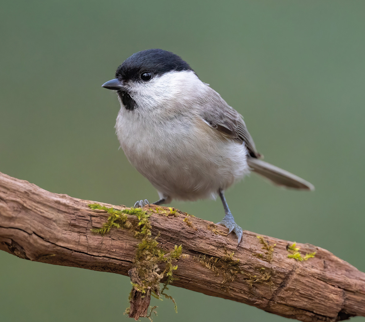 Sumpfmeise Poecile palustris